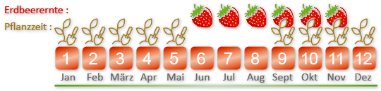 kletter-erdbeeren